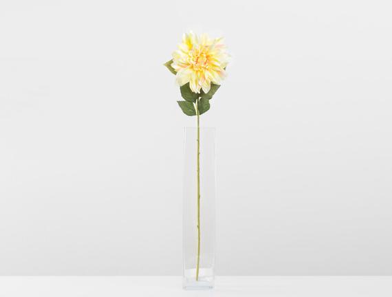 Betta Yıldız Çiçeği - Sarı-